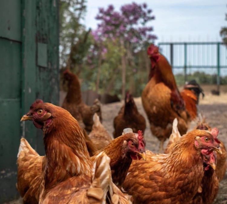 How to Raise Chickens for Eggs and Meat on Your Homestead: A Comprehensive Guide